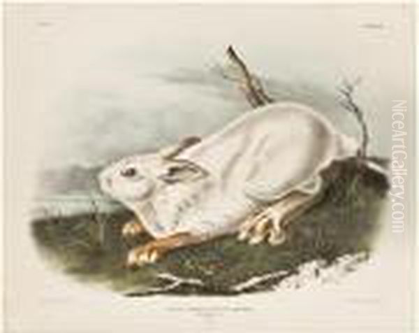 Northern Hare... Winter Oil Painting by John James Audubon