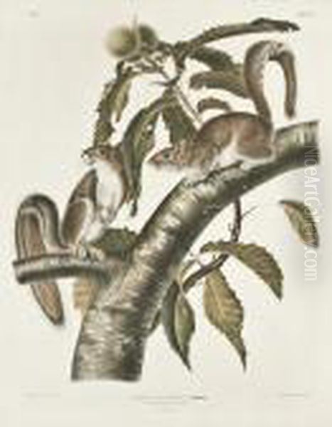 Carolina Grey Squirrel Oil Painting by John James Audubon