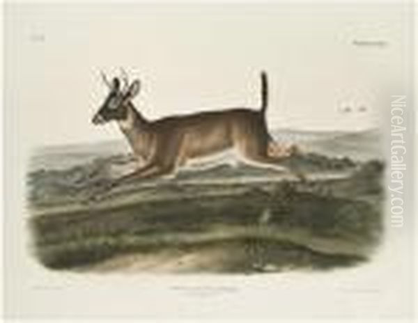 Long Tailed Deer. [pl. 117]. Oil Painting by John James Audubon