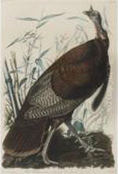 Wild Turkey Oil Painting by John James Audubon