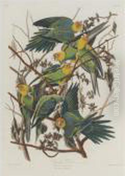 Carolina Parrot Oil Painting by John James Audubon