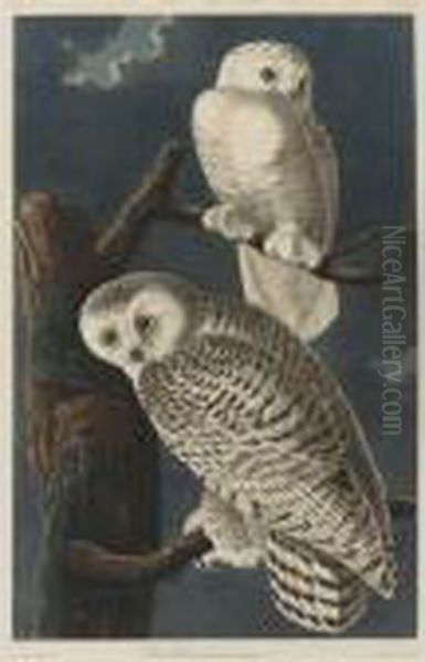 Snowy Owl Oil Painting by John James Audubon