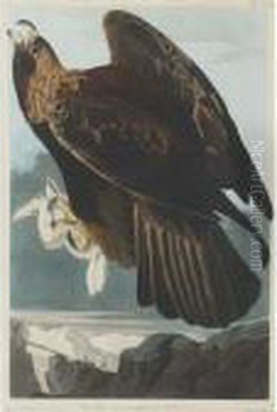 Golden Eagle Oil Painting by John James Audubon