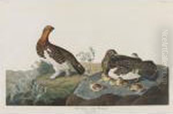 Willow Grous Or Large Ptarmigan Oil Painting by John James Audubon