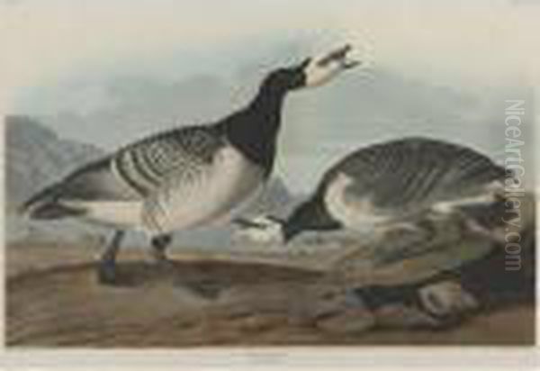 Barnacle Goose Oil Painting by John James Audubon