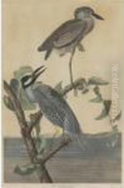 Yellow-crowned Heron Oil Painting by John James Audubon