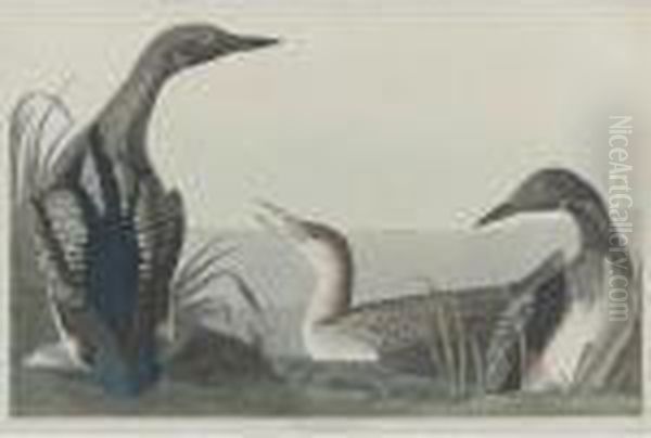 Black Throated Diver Oil Painting by John James Audubon