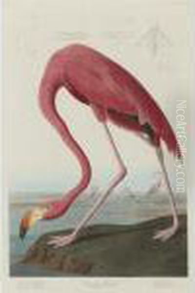 American Flamingo Oil Painting by John James Audubon