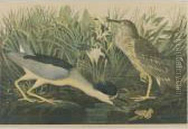 Night Heron (plate 363) Oil Painting by John James Audubon