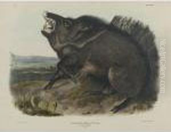 Collared Peccary Oil Painting by John James Audubon