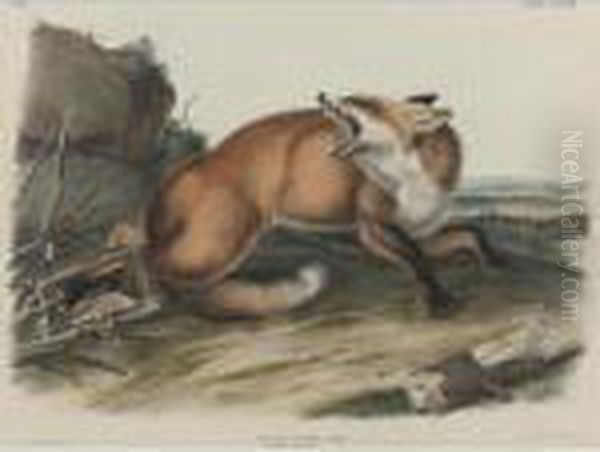 American Badger Oil Painting by John James Audubon