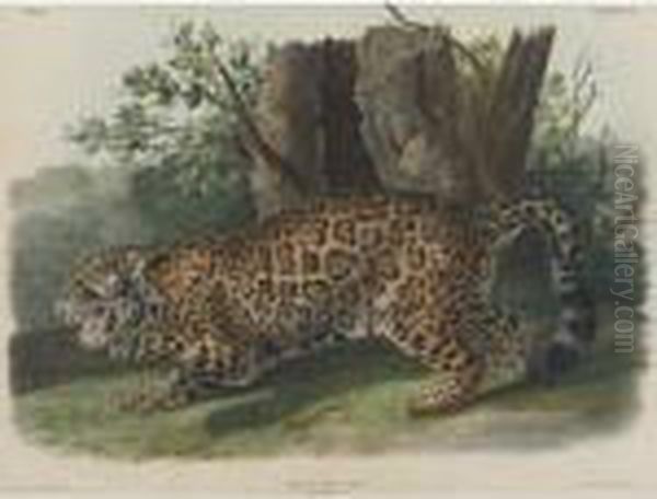 The Jaguar, Female Oil Painting by John James Audubon