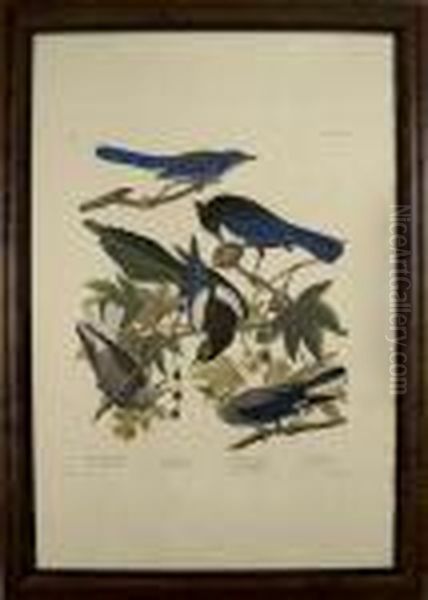 Yellow Billed Magpie.... Oil Painting by John James Audubon