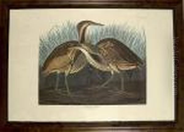 American Bittern Oil Painting by John James Audubon