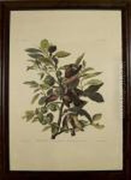 Ground Dove Oil Painting by John James Audubon