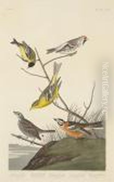 Mealy Red-poll Oil Painting by John James Audubon