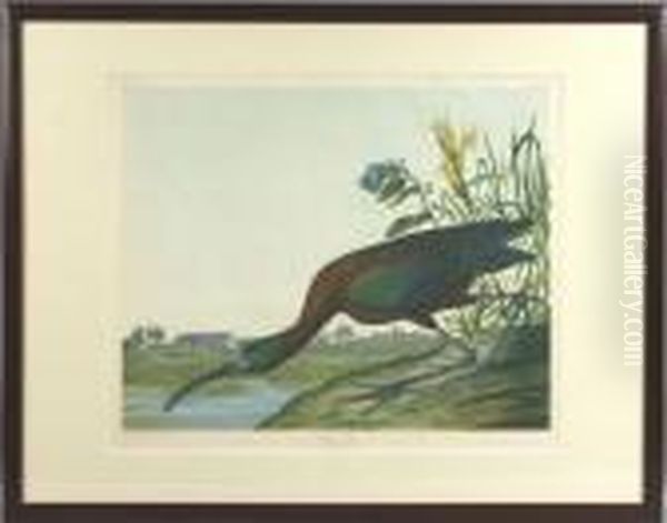 Chromolithograph Oil Painting by John James Audubon