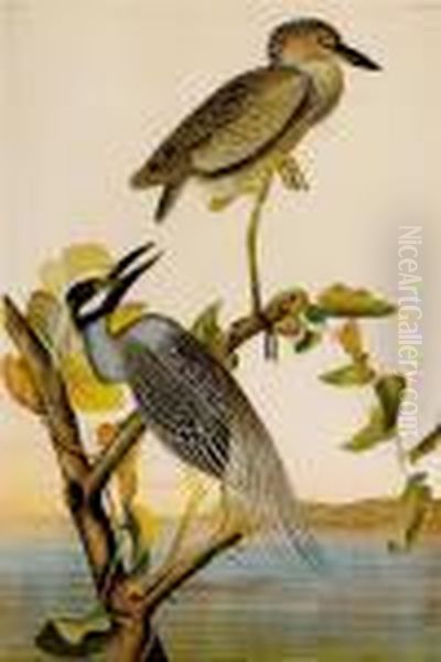 Yellow Crowned Oil Painting by John James Audubon