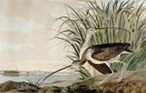 Long Billed Oil Painting by John James Audubon