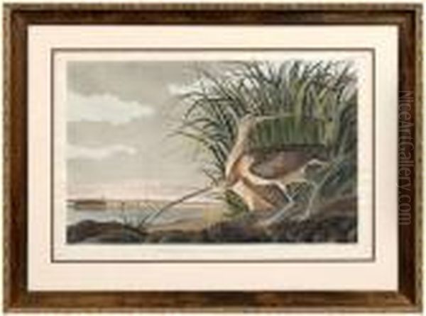 Long Billedcurlew Oil Painting by John James Audubon