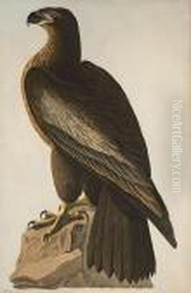 The Bird Of Washington Oil Painting by John James Audubon