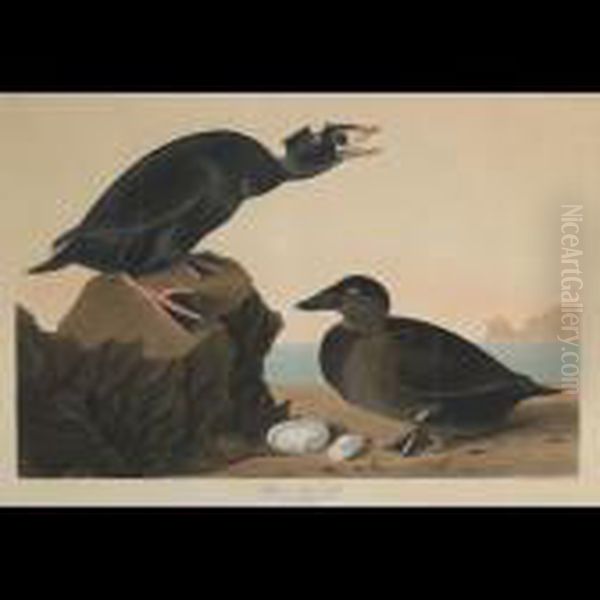 Black Or Surf Duck, Plate Cccxvii (from The Havell Edition Of Thebirds Of America) Oil Painting by John James Audubon