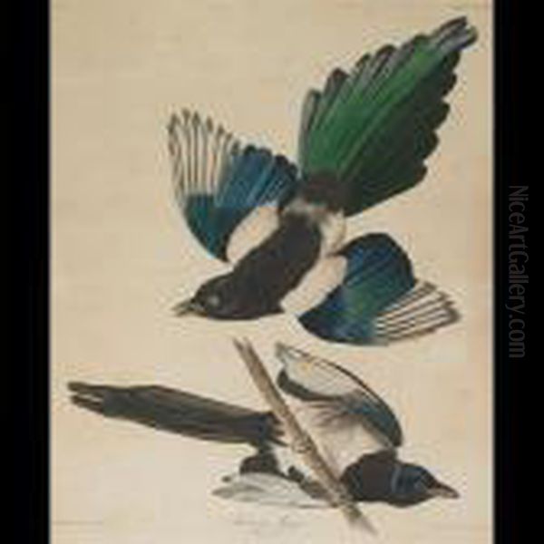 American Magpie, Plate Ccclvii (from The Havell Edition Of Thebirds Of America) Oil Painting by John James Audubon