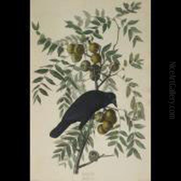 American Crow, Plate Clvi (from The Havell Edition Of The Birds Ofamerica) Oil Painting by John James Audubon