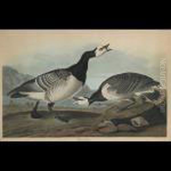 Barnacle Goose, Plate Ccxcvi (from The Havell Edition Of The Birdsof America) Oil Painting by John James Audubon