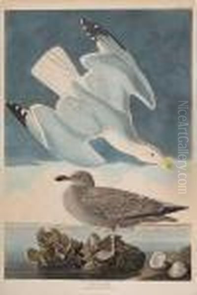 Herring Gull Oil Painting by John James Audubon