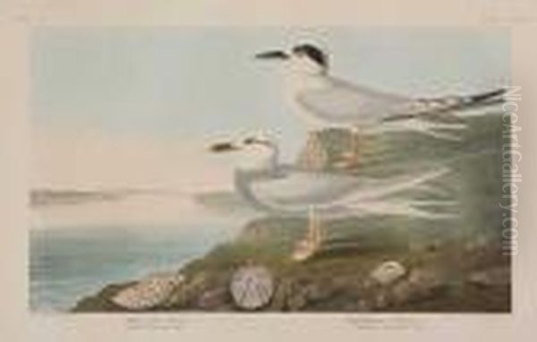 Havell's Tern, Trudeau's Tern Oil Painting by John James Audubon