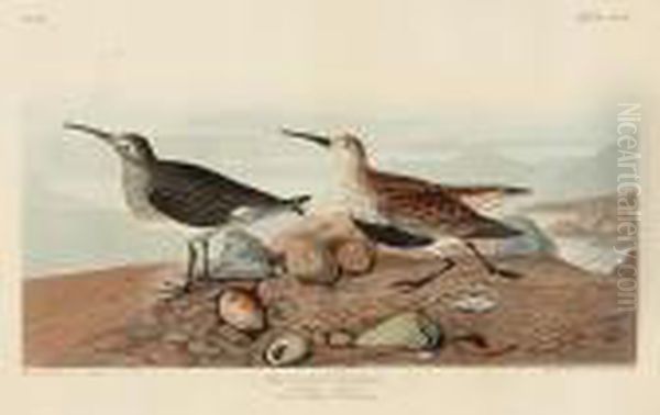 Red Backed Sandpiper. Tringa Alpina. (pl.ccxc) Oil Painting by John James Audubon