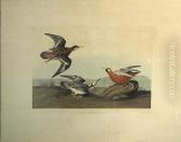 Red Phalarope. Phalaropus Platrhynchus,temm. (pl. Cclv) Oil Painting by John James Audubon