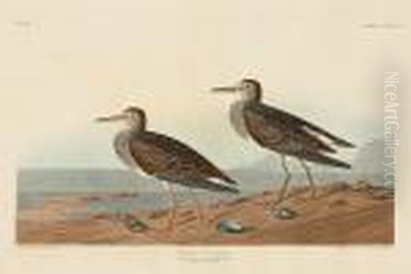 Pectoral Sandpiper. Tringa Pectoralis. (pl.ccxciv) Oil Painting by John James Audubon