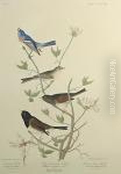 Lazuli Finch. Clay-coloured Finch. Oregonsnow Finch (pl. Cccxcviii) Oil Painting by John James Audubon