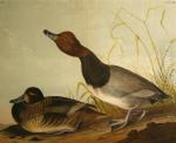 Red-headed Duck (pl. 396) Oil Painting by John James Audubon