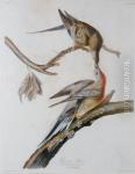 Passenger Pigeon Oil Painting by John James Audubon