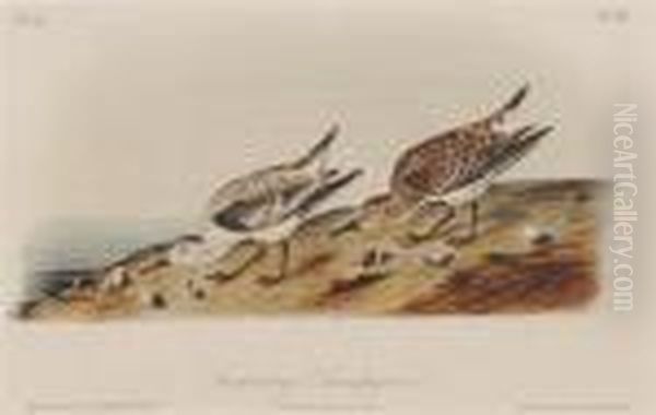 Dusky Grouse, Last Bittern, Landerling Sandpiper Oil Painting by John James Audubon