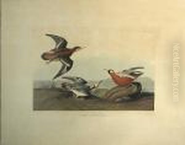 Red Phalarope. Phalaropus Platrhynchus,temm. (pl. Cclv) Oil Painting by John James Audubon