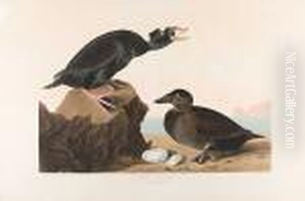 Black Or Surf Duck (pl.cccxvii)1836 From Thehavell Edition Of The Birds Of America Oil Painting by John James Audubon