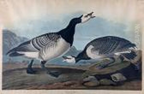 Barnacle Goose (pl.ccxcvi) From The Havelledition Of The Birds Of America Oil Painting by John James Audubon