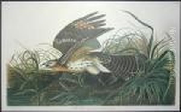 Winter Hawk Oil Painting by John James Audubon