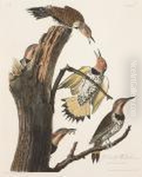 Gold-winged Woodpecker, Male 1. F. 2. Picusauratus (pl. 37) Oil Painting by John James Audubon