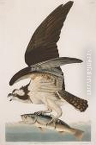 Fish Hawk Or Osprey, Falco Haliaetus. Male(pl. Lxxxi) Oil Painting by John James Audubon