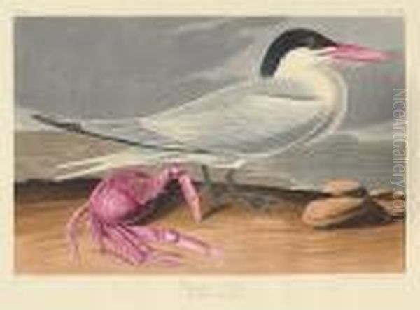 Cayenne Tern. Sterna Cayana, Lath. (pl.cclxxiii) Oil Painting by John James Audubon