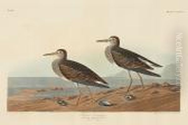 Pectoral Sandpiper. Tringa Pectoralis. (pl.ccxciv) Oil Painting by John James Audubon