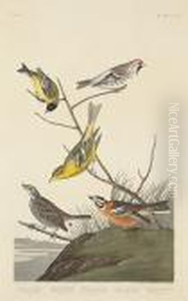 Lazuli Finch. Clay-coloured 
Finch. Oregonsnow Finch (pl. Cccxcviii); Arkansaw Siskin; Mealy 
Red-poll.louisiana Tananger. Townsend's Finch. Buff-breasted Finch 
(pl.cccc) Oil Painting by John James Audubon