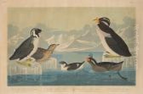 Black-throated Guillemot. 
Noble-billed Auk.curled-crested Auk. Horned Billed Guillemot (pl. 
Ccccii) Oil Painting by John James Audubon