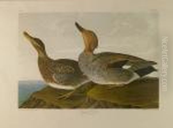 Gadwall Buck, (pl. 388) Oil Painting by John James Audubon