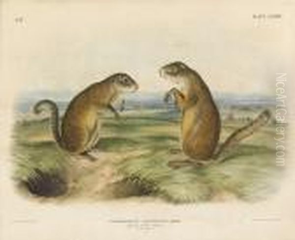 Spermophilus Franklinii Sabine, Franklins Marmot Squirrel, Maleand Female Oil Painting by John James Audubon